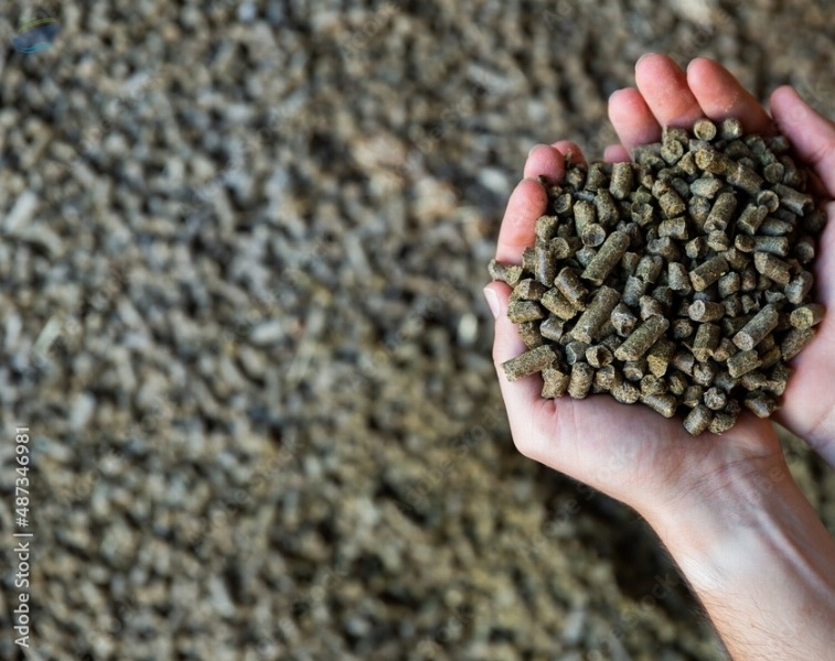 resources of Rapeseed Cake Granulated (non-gmo) exporters