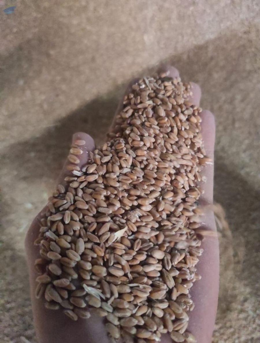 resources of Wheat 4 grade (non-gmo) exporters