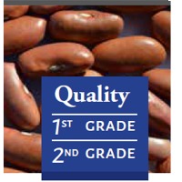 resources of Light Red Kidney Beans exporters