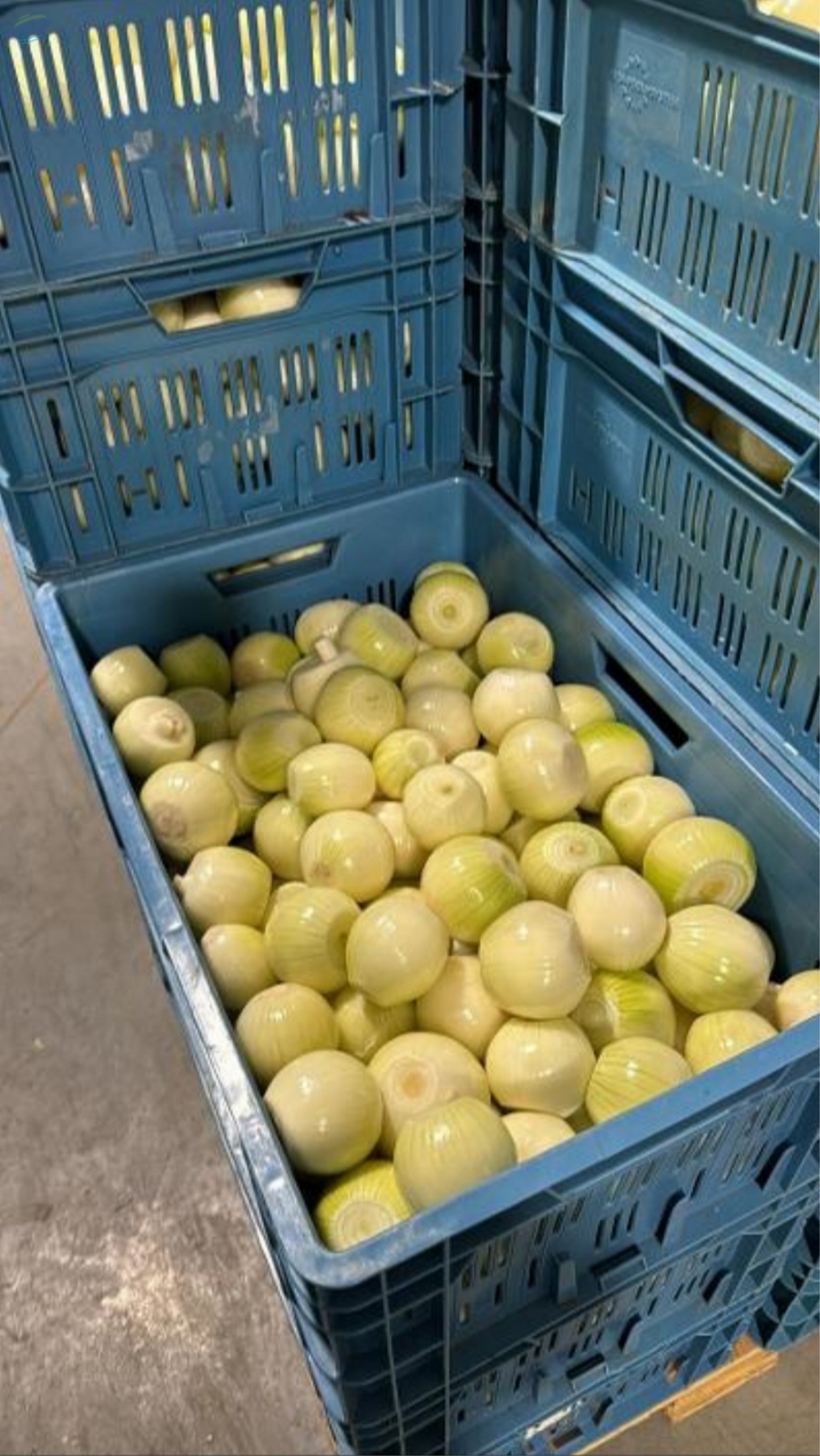 resources of Vacuum Peeled Onions exporters