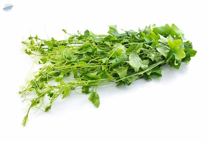 resources of Ivy Gourd (Tam-Leung) exporters