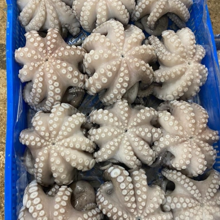 resources of Fresh And Frozen Octopus (Octopus Vulgaris) exporters