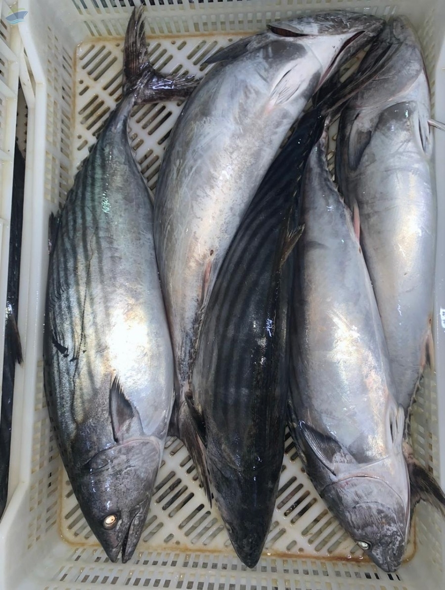 resources of Fresh and Frozen Bonito (Sarda Sarda) exporters