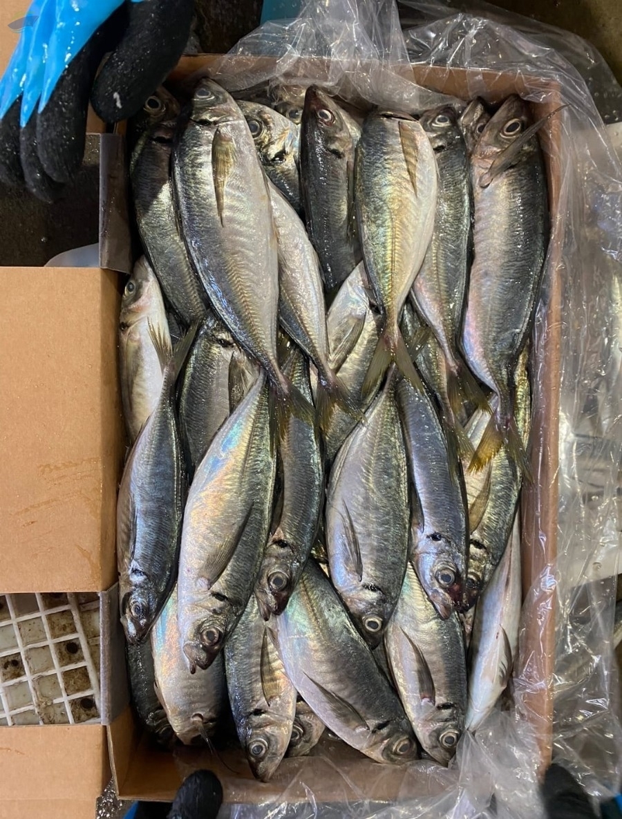 resources of Fresh or Frozen Mackerel (Scomber Scombrus) exporters
