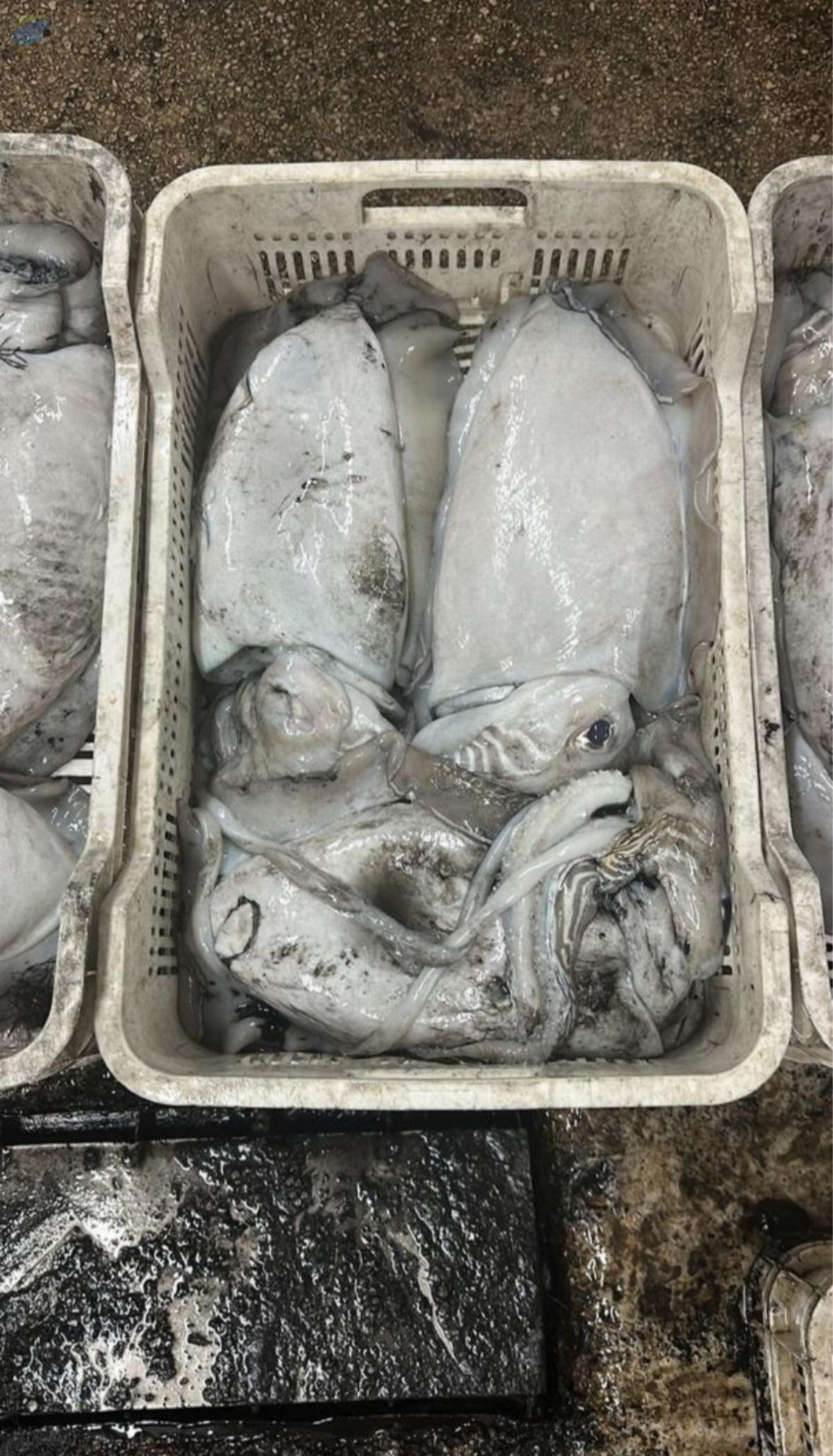 resources of Fresh And Frozen Cuttlefish exporters
