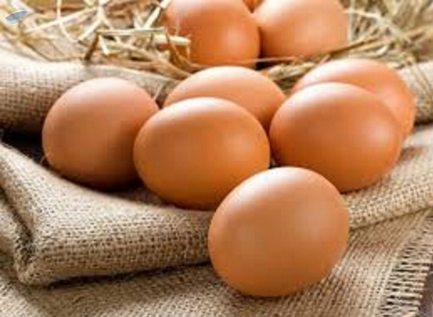 resources of Fresh Farm eggs exporters
