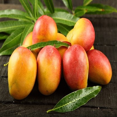 resources of Mango exporters