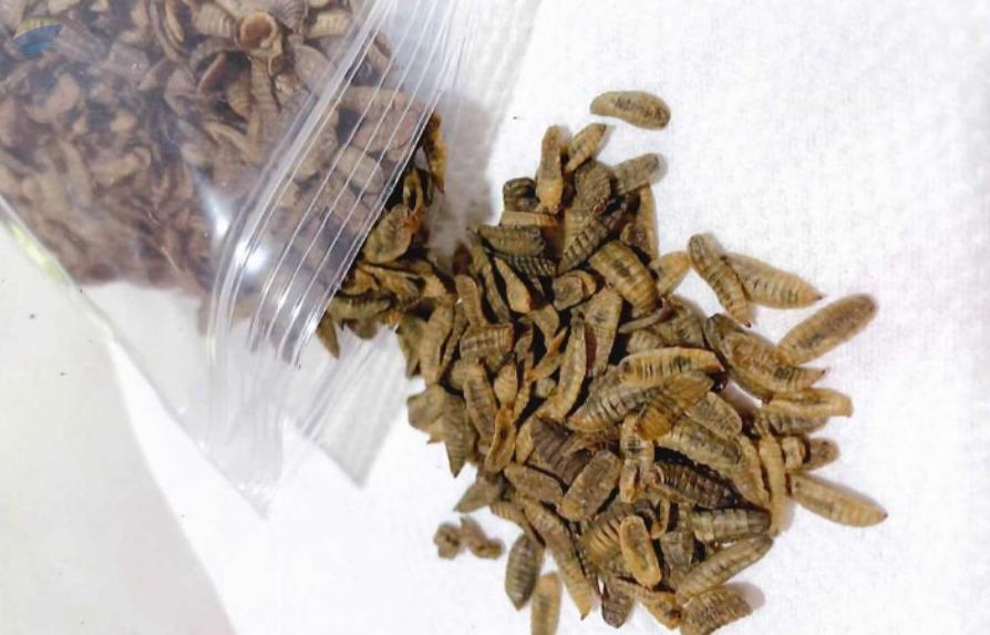resources of Dried Worm (BSF) exporters