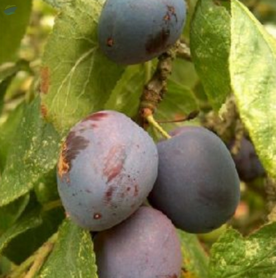resources of Organic Plum Czar (C)- Stock Supply exporters