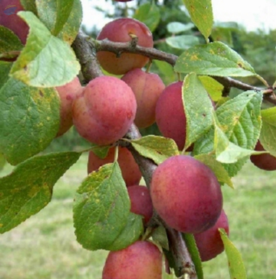 resources of Organic Plum Victoria (C) Wholesale exporters
