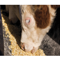 resources of Maize (corn) Cattle Feed exporters