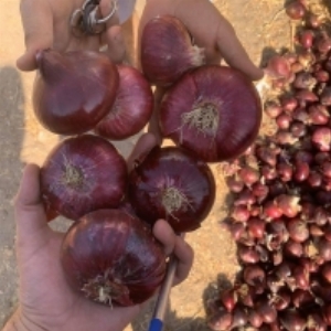 resources of Red Onion exporters