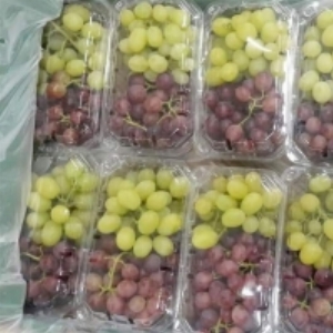resources of Fresh Grapes exporters