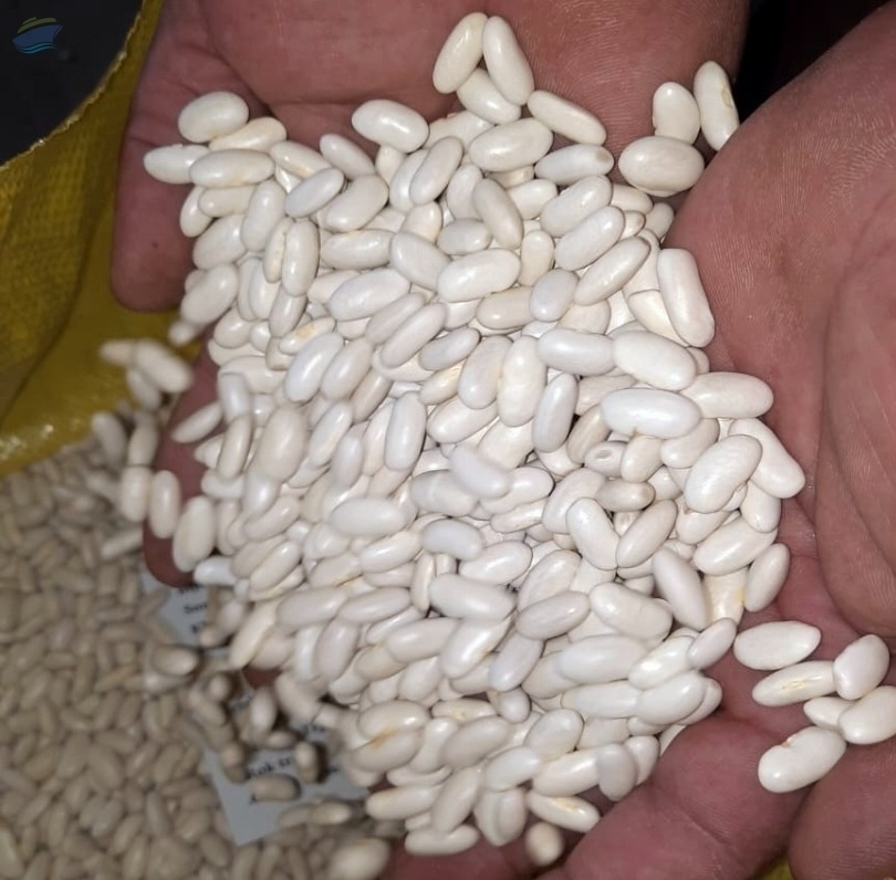 resources of White Beans exporters