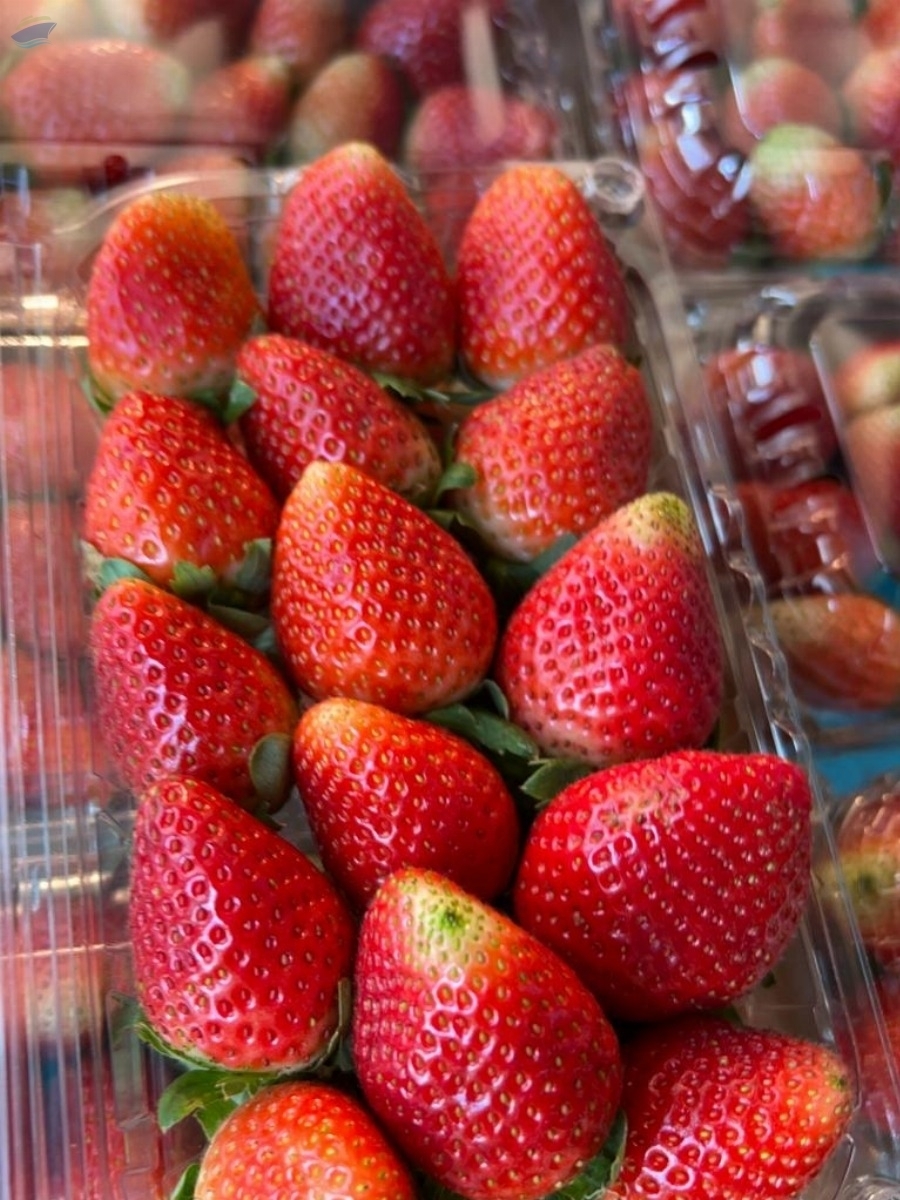 resources of Fresh Strawberries exporters