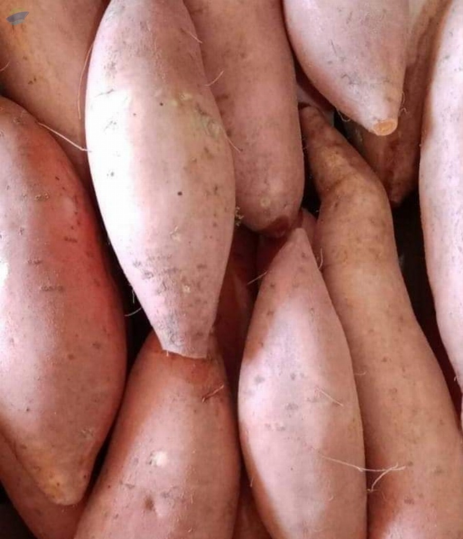 resources of Sweet potatoes Beauregard exporters