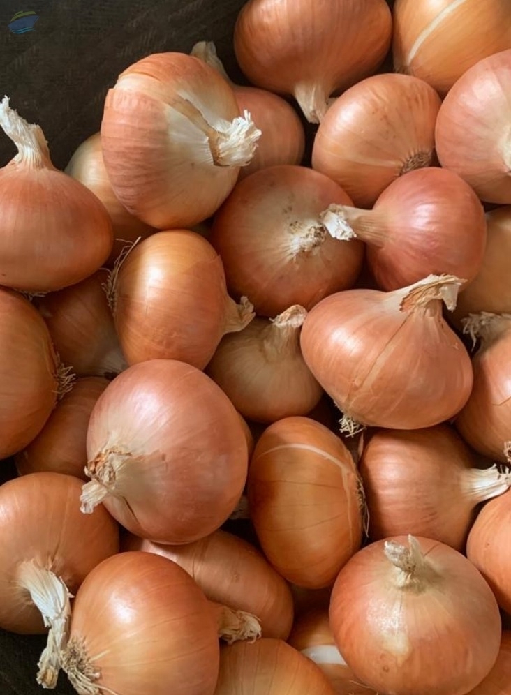 resources of Yellow Onions exporters