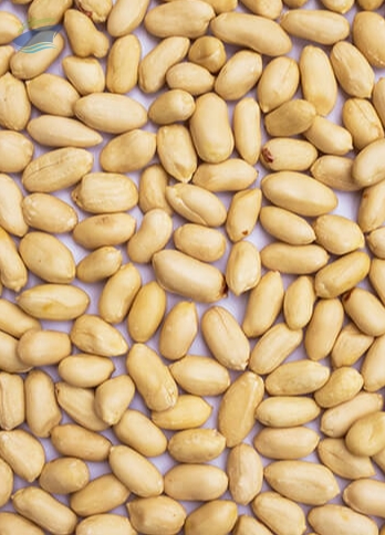 resources of Blanched Peanuts exporters