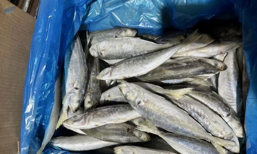 resources of Fresh Mackerel Fish exporters