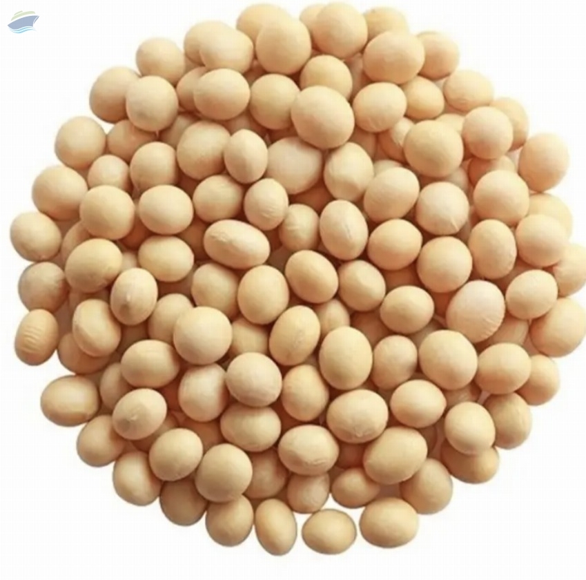 resources of Non GMO Soybeans seed High Quality Soya Beans exporters