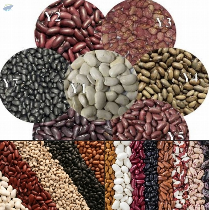 resources of Light Speckled Kidney Beans exporters