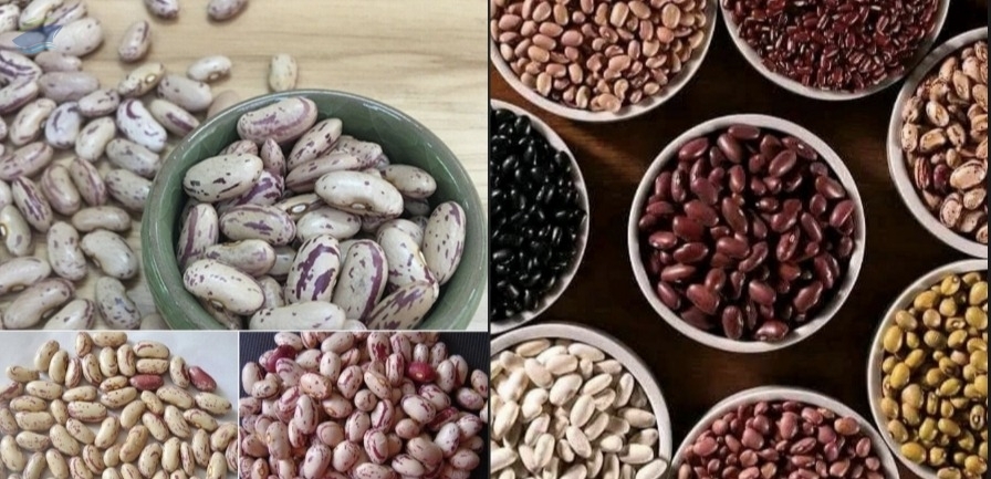resources of Pinto Beans Sugar Beans / Kidney Beans exporters