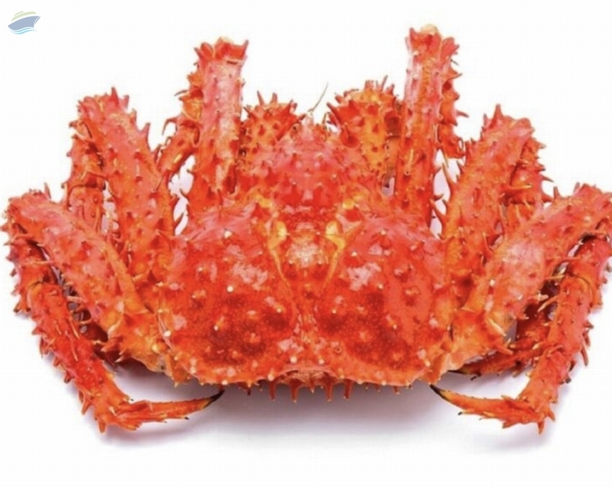 resources of Frozen Soft Shell Crabs Live Mud Crabs exporters