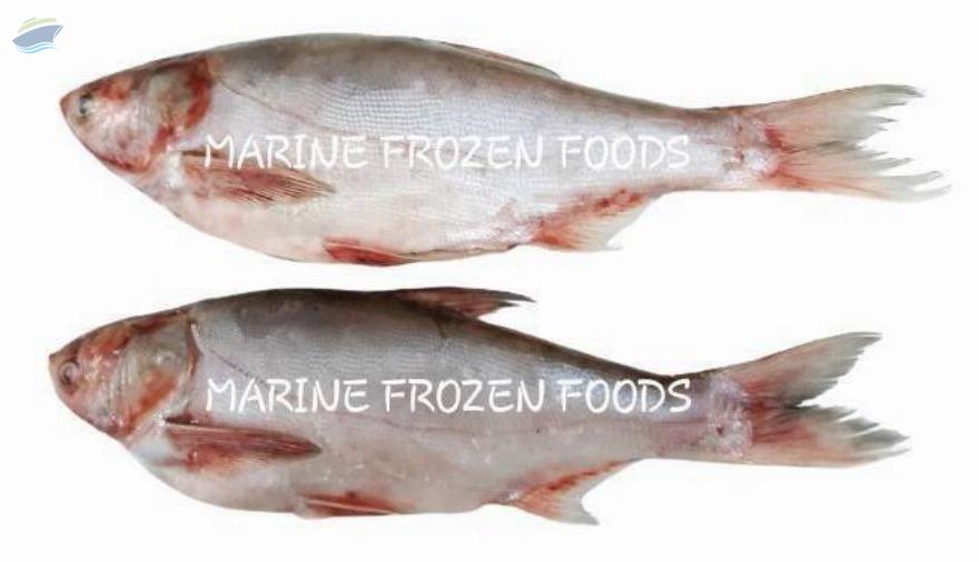 resources of Silver Carp Fish exporters