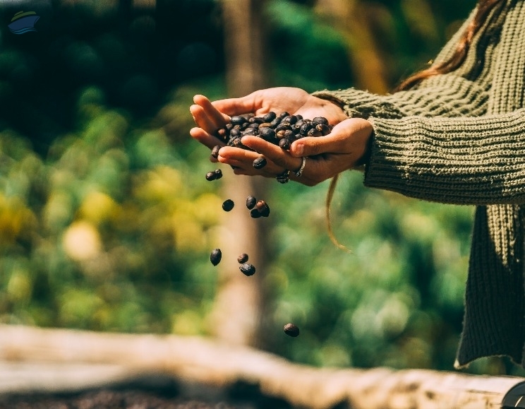 resources of Arabian Coffee exporters