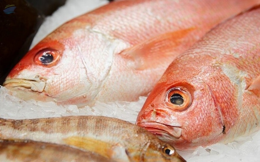 resources of Seafood / Shrimp / Lobster / Fish exporters