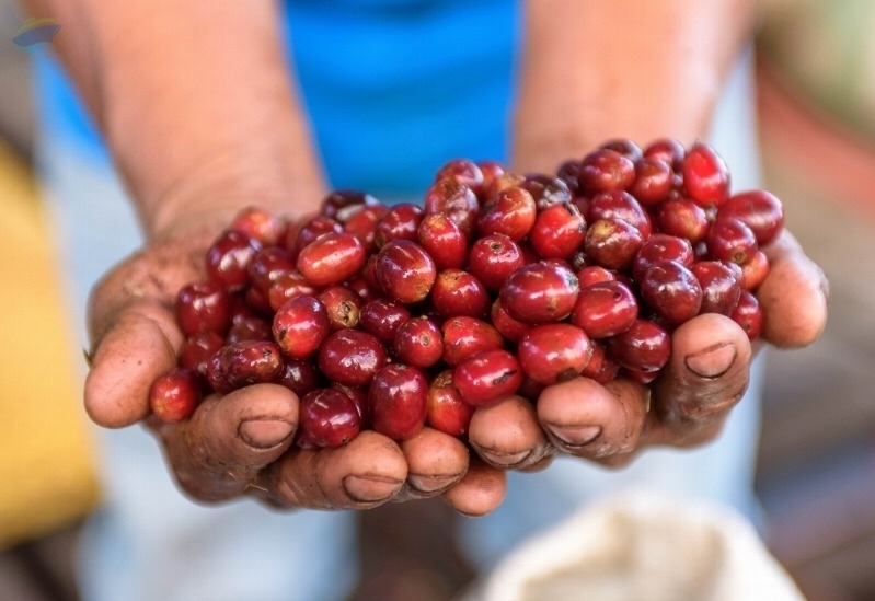 resources of Geisha Coffee exporters