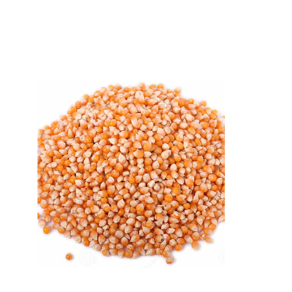 Buy Yellow Corn Maize Wholesale, exporter and supplier from Poland