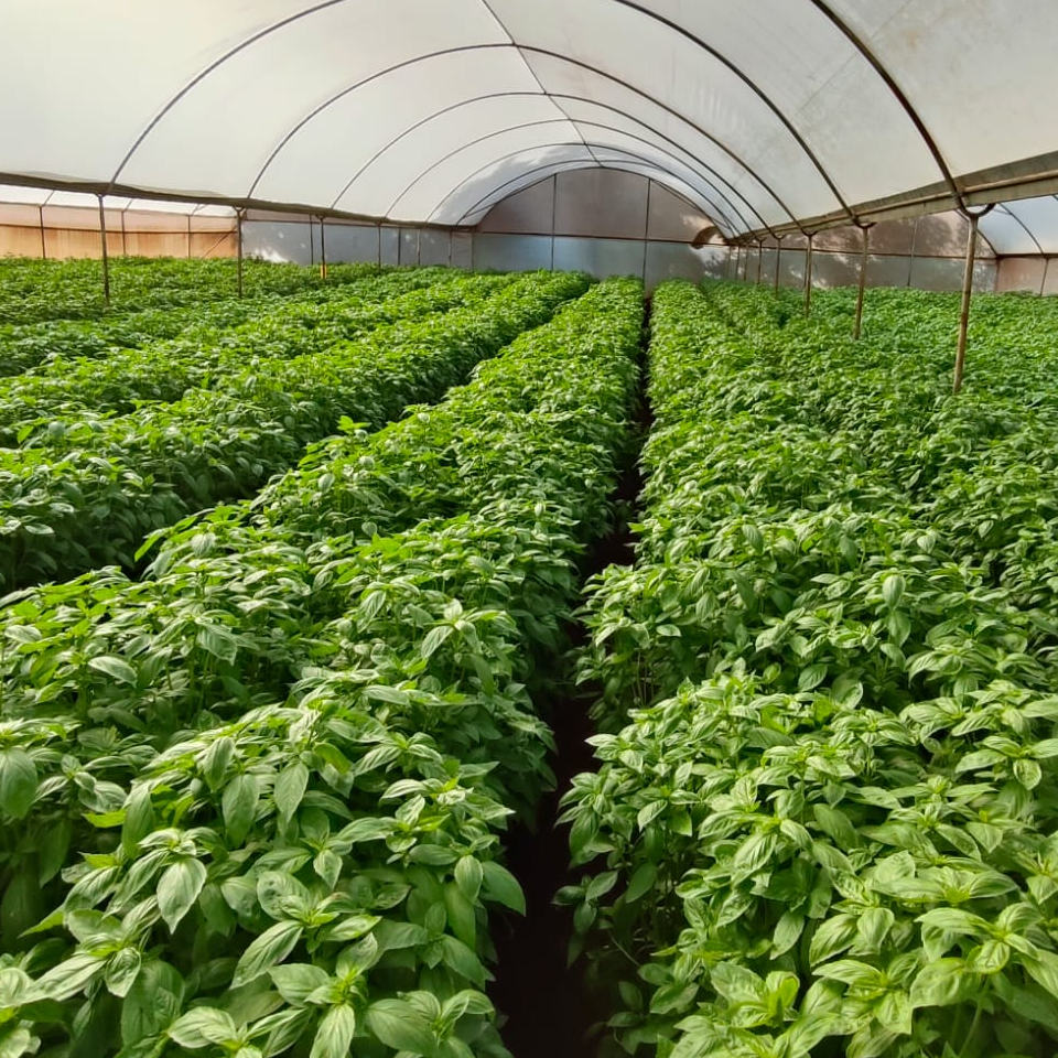 resources of Fresh Basil exporters