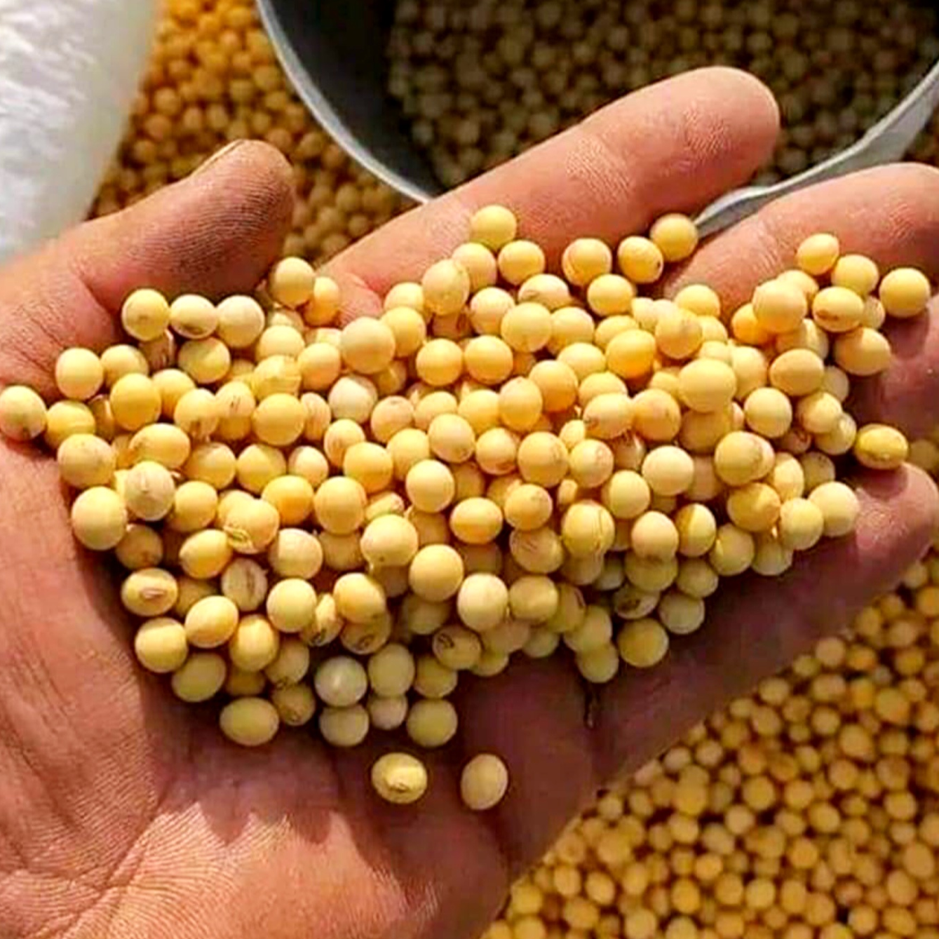 resources of Soybean exporters