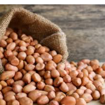 resources of Ground Nut exporters