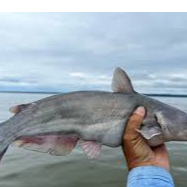 resources of Cat Fish exporters
