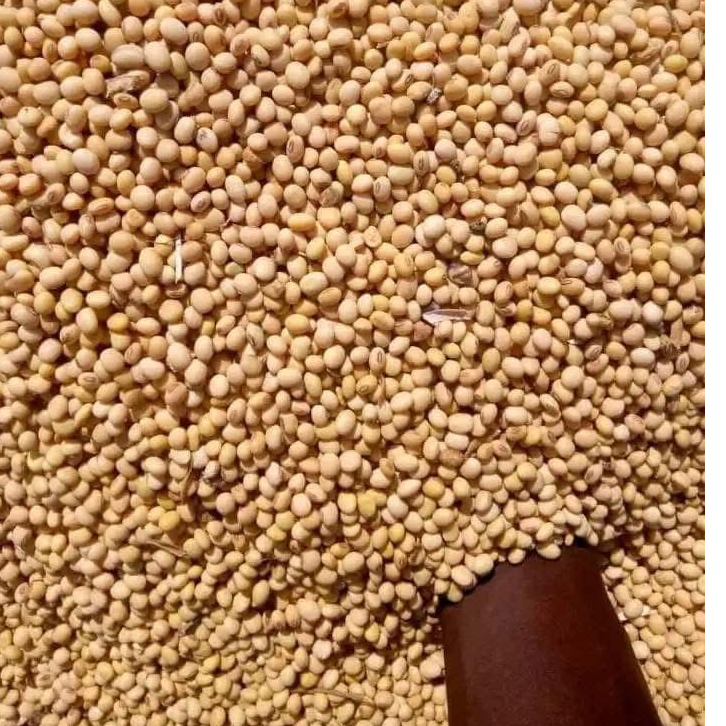 resources of Quality Soybean available exporters