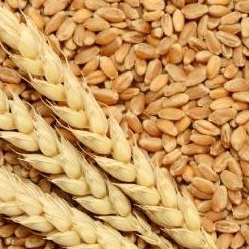 resources of Wheat exporters