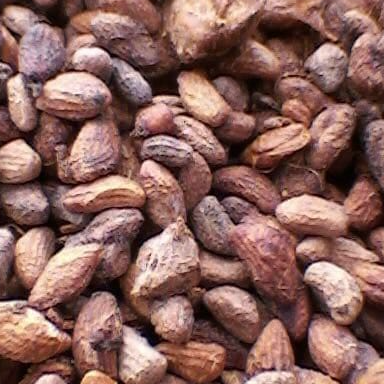 resources of Voacanga Africana dried seeds exporters
