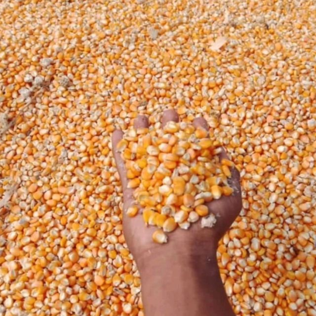 Yellow corn kernels
