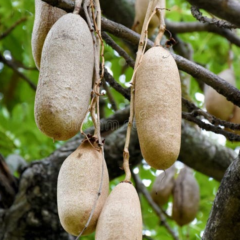 resources of Kigelia Africana exporters