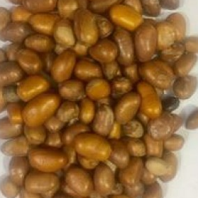 resources of Monodora Myristica exporters