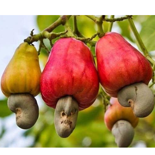 resources of Raw cashew exporters