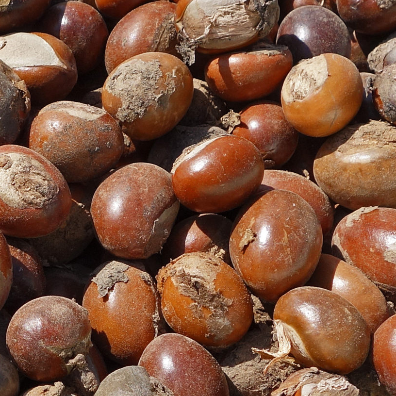 resources of Shea Nut exporters