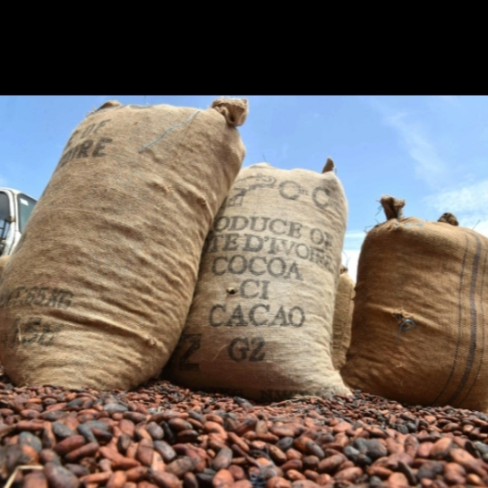 resources of Cocoa beans exporters