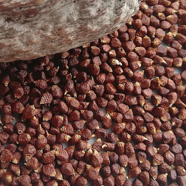 resources of Alligator pepper exporters