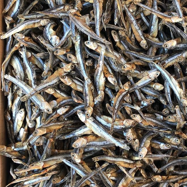 resources of Premium Dried Anchovy Fish (Sprats/Netheli) – Wholesale Export exporters