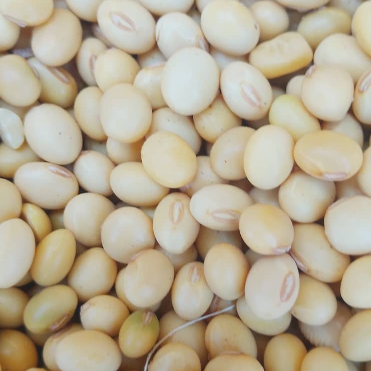 resources of Soya beans exporters